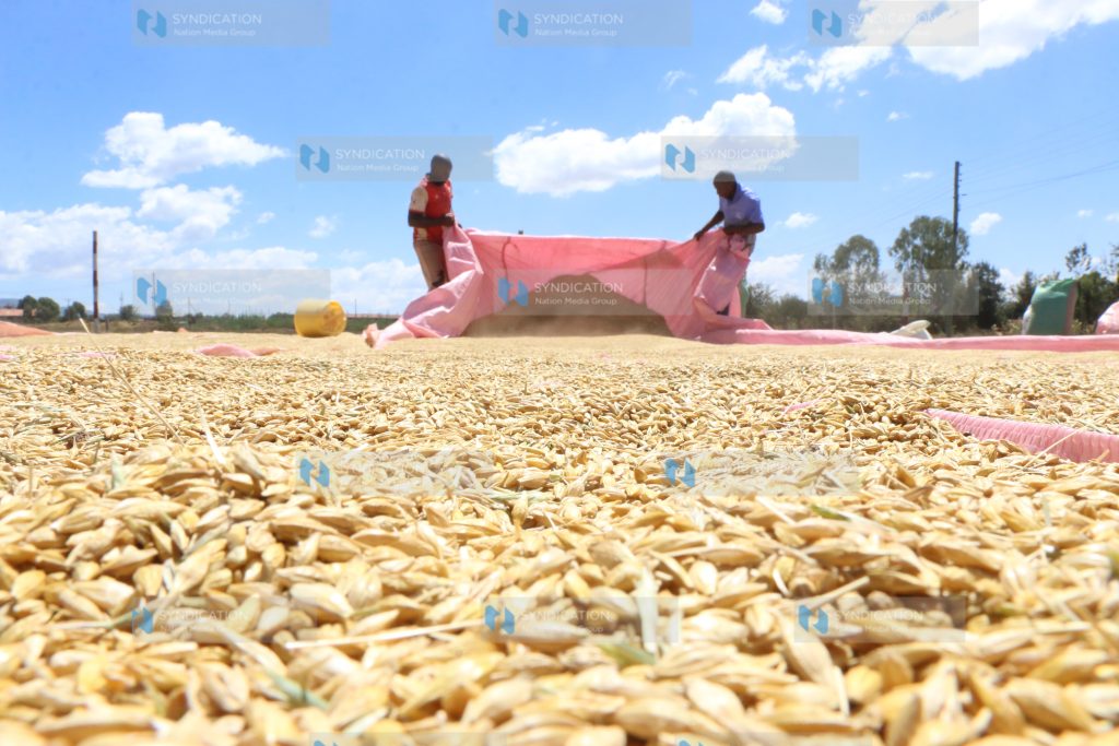 Mau-Narok barley
