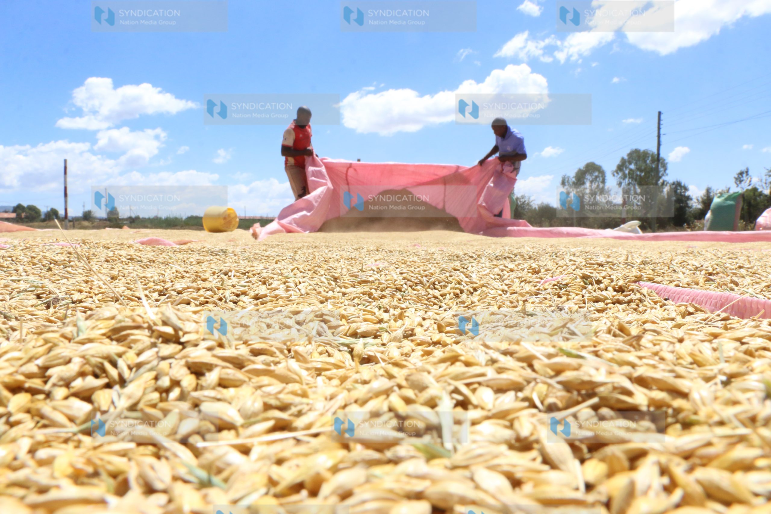 Mau-Narok barley