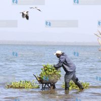 Lake Naivasha hyacinth