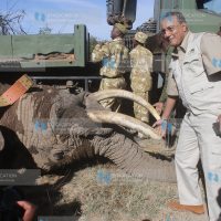 Tourism CS Najib Balala touches a sedated elephant