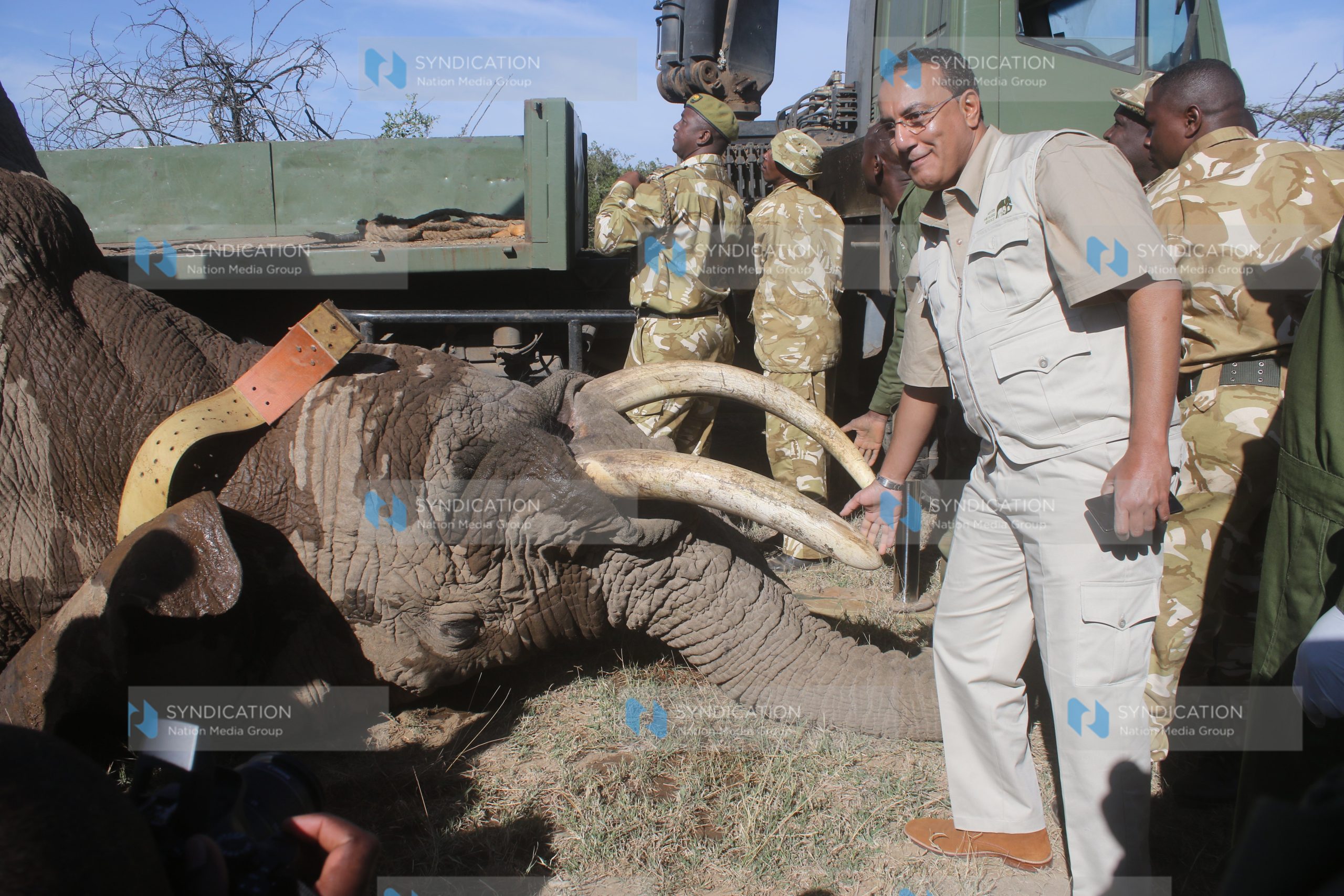 Tourism CS Najib Balala touches a sedated elephant