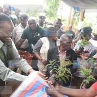 Official launch of Tupande's 2025 seedling distribution cycle campaign