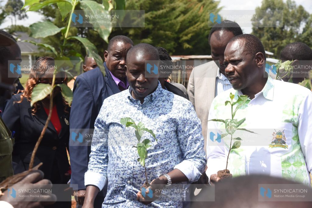 The planting of coffee seedlings at a farm
