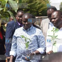 The planting of coffee seedlings at a farm